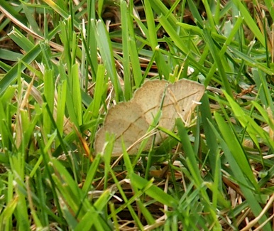 [A moth with outstretched wings perched in the grass. It's face is not visible. The wings are a very pale brown with a dark brown stripe across each of the wings. There is a thinner stripe across all wings closer to the head, but it is not as visible due to the grass blades covering some of it.]